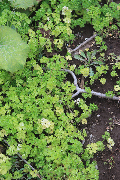 今頃だったかな ぬるぅい畑生活