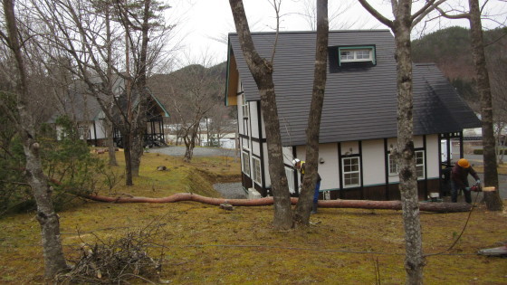 コテージ村の伐採作業2。_b0219993_17270017.jpg