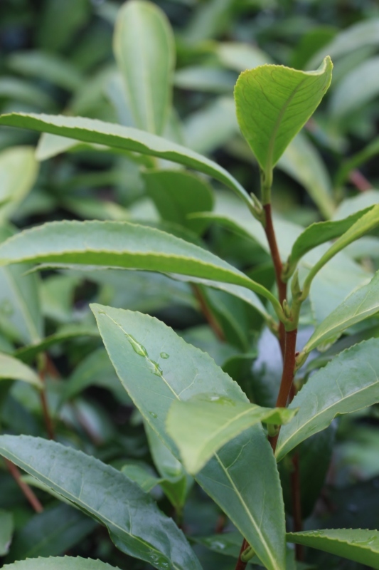茶ＬＯＮ　（９０）_b0220318_10481949.jpg