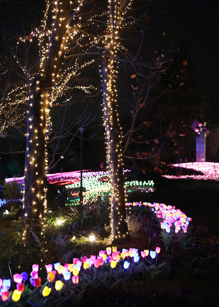 大阪 河内長野市 花の文化園 サンクスイルミ １ 魅せられて大和路