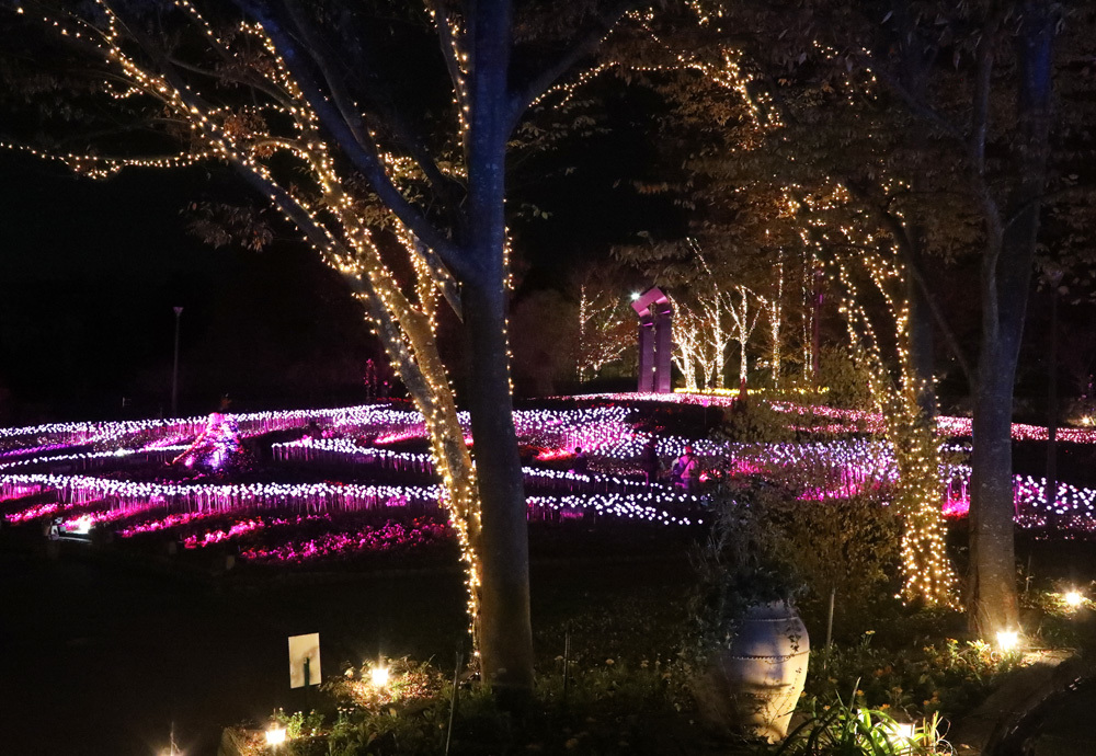 大阪 河内長野市 花の文化園 サンクスイルミ １ 魅せられて大和路