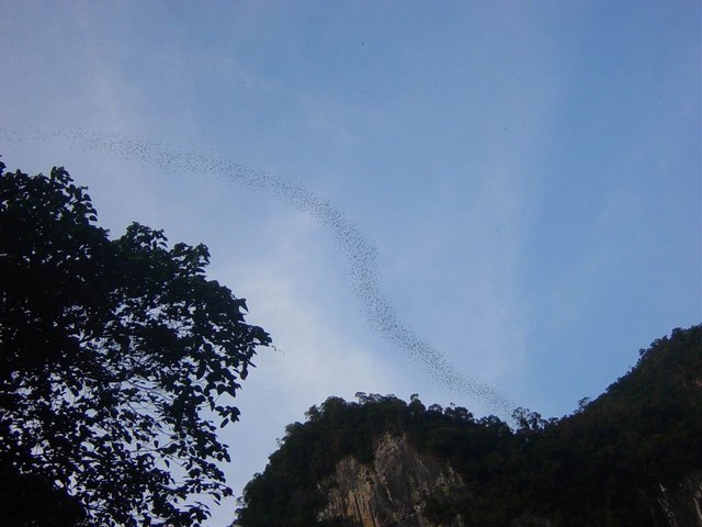 ボルネオで野生動物はどこで見られますか_a0132757_18383325.jpg