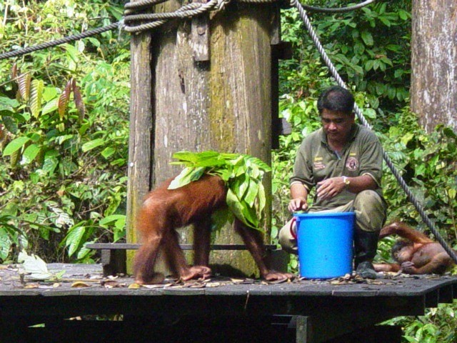 ボルネオで野生動物はどこで見られますか_a0132757_18392966.jpg