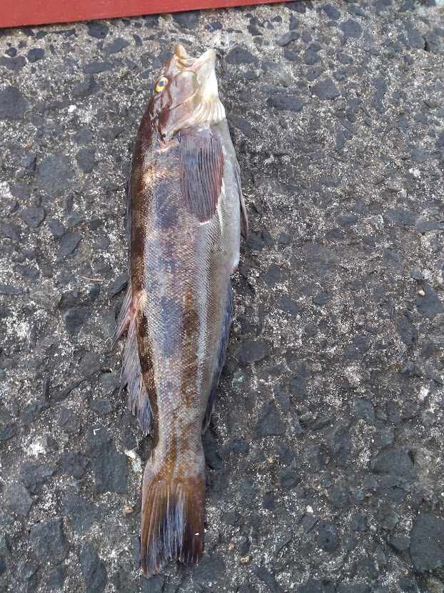 日曜の釣り アブラコ38 アジエンスの放浪と釣り 函館