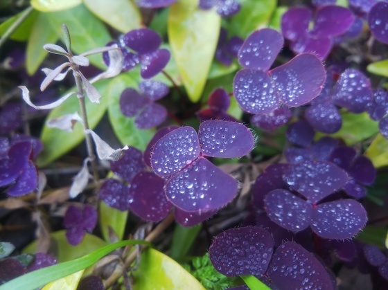 2種類のシレネ しーちゃんの花だより 2種類のシレネ しーちゃんの花だより