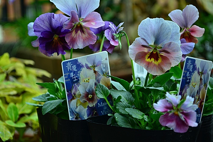 育種家ビオラ♪ : 花・tuzuri