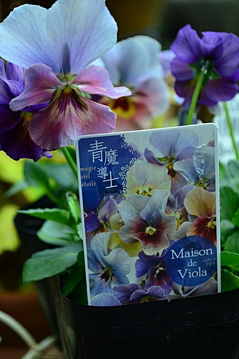 育種家ビオラ♪ : 花・tuzuri
