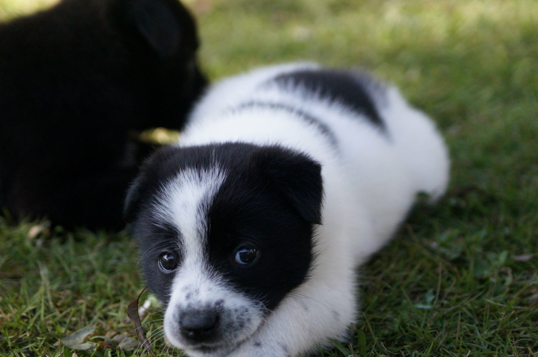 野犬の子たち_f0327308_14093638.jpg