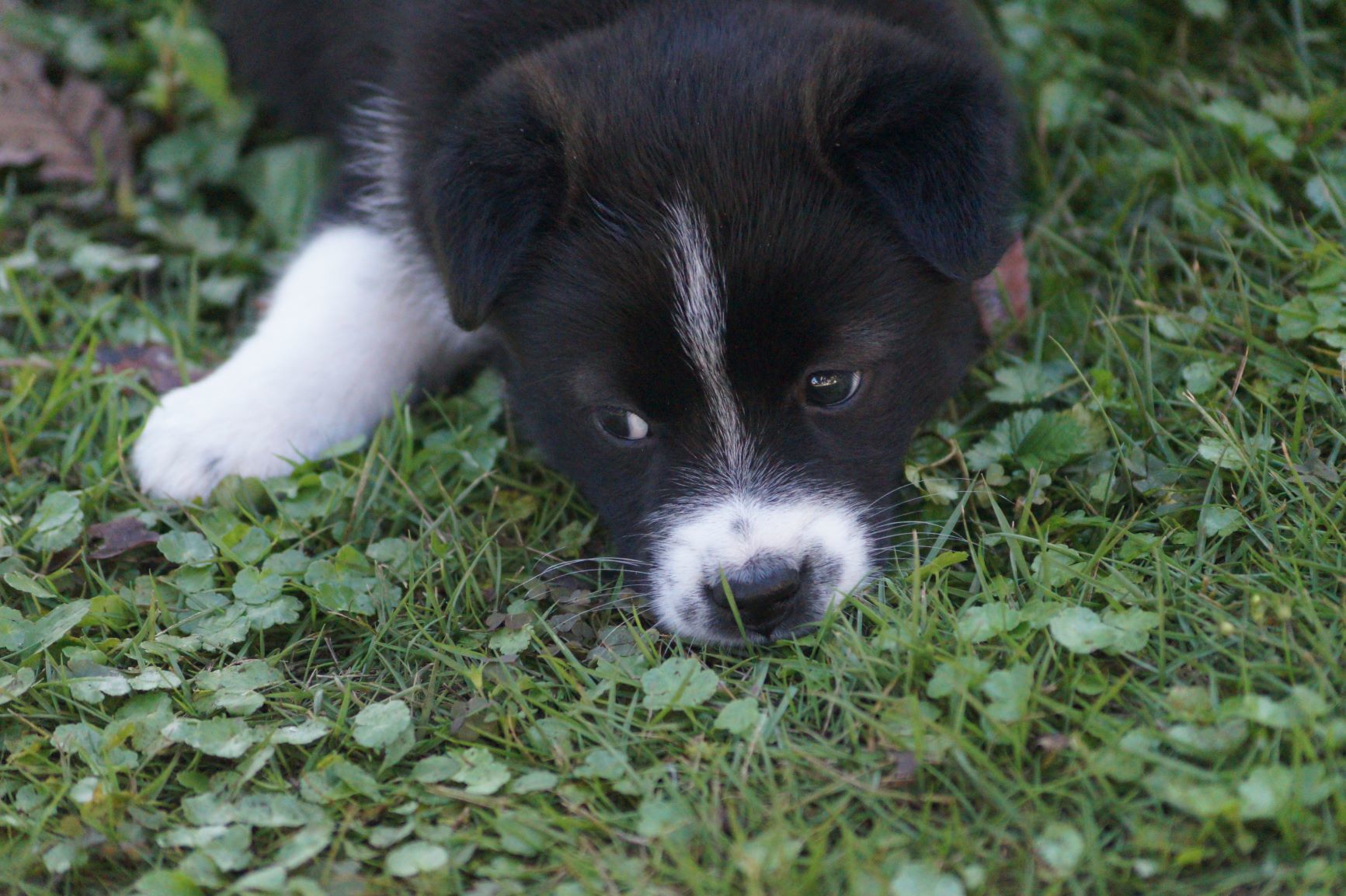 野犬の子たち_f0327308_14125857.jpg