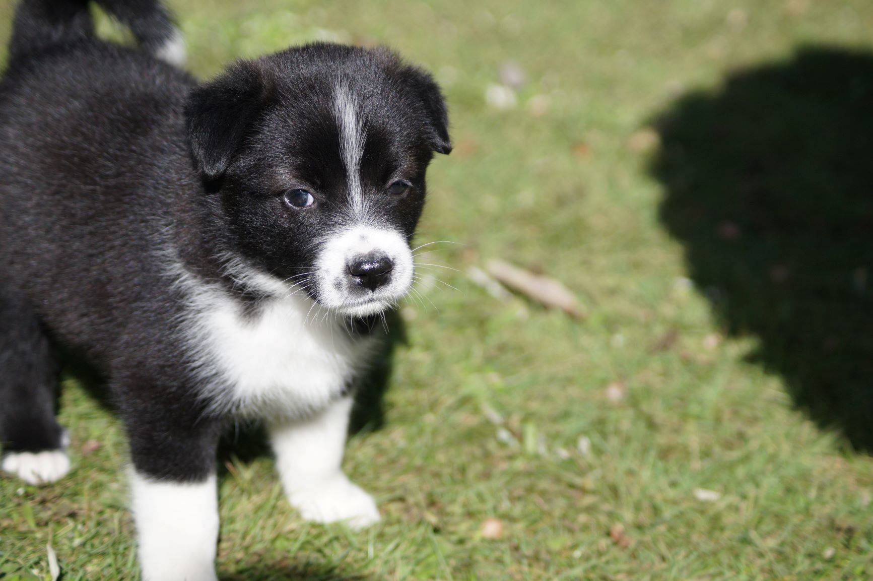 野犬の子たち_f0327308_14130651.jpg