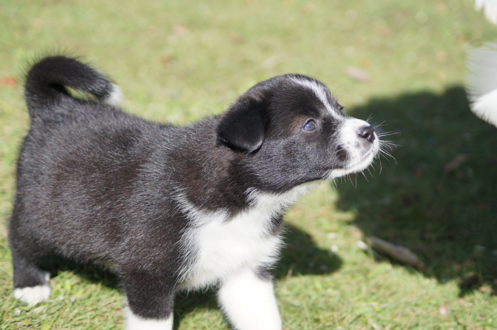 野犬の子たち_f0327308_14131379.jpg