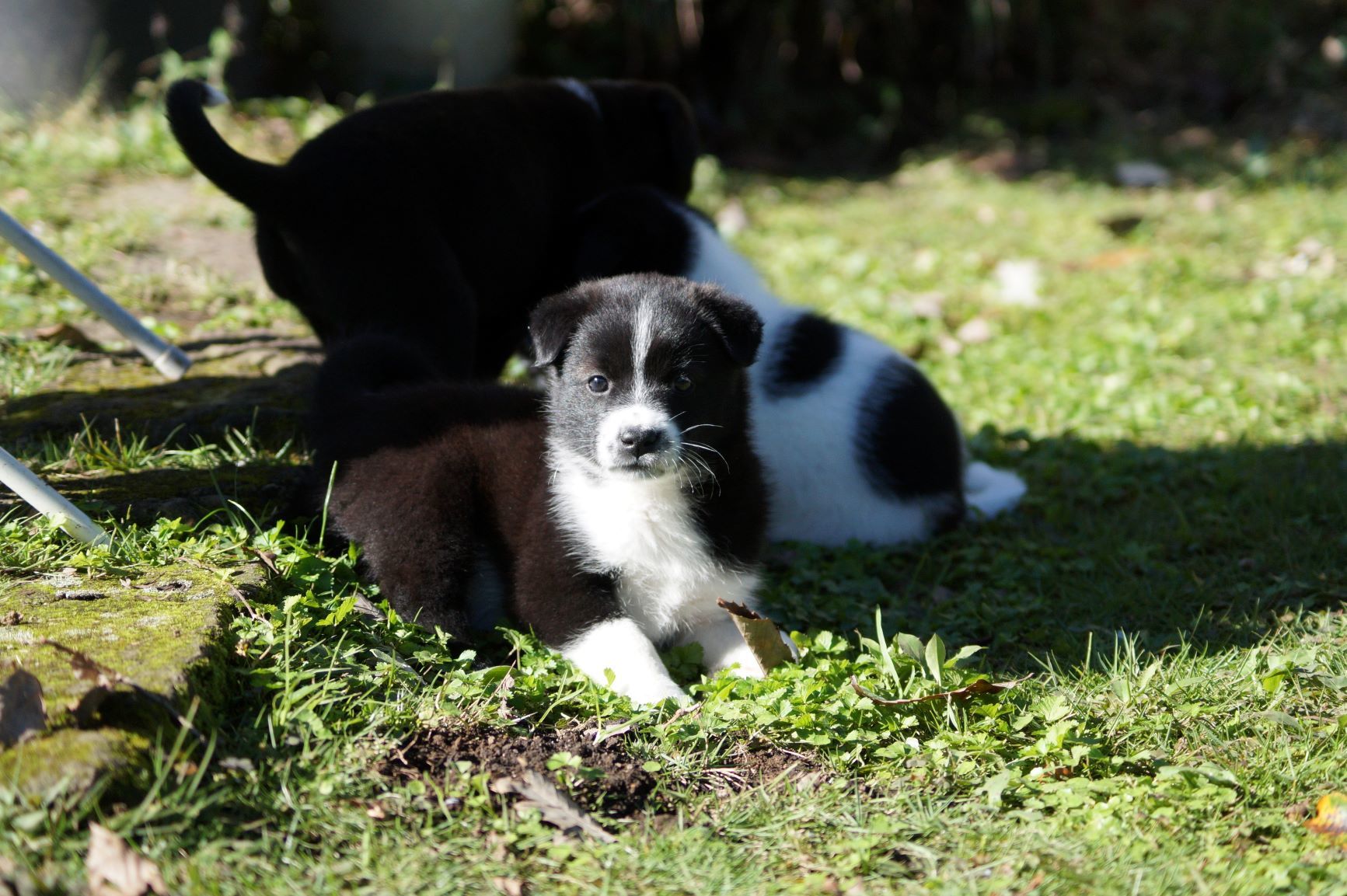 野犬の子たち_f0327308_14461203.jpg