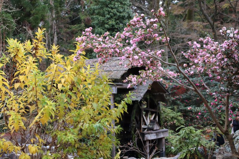植物園　初冬の木や花_e0048413_21272026.jpg
