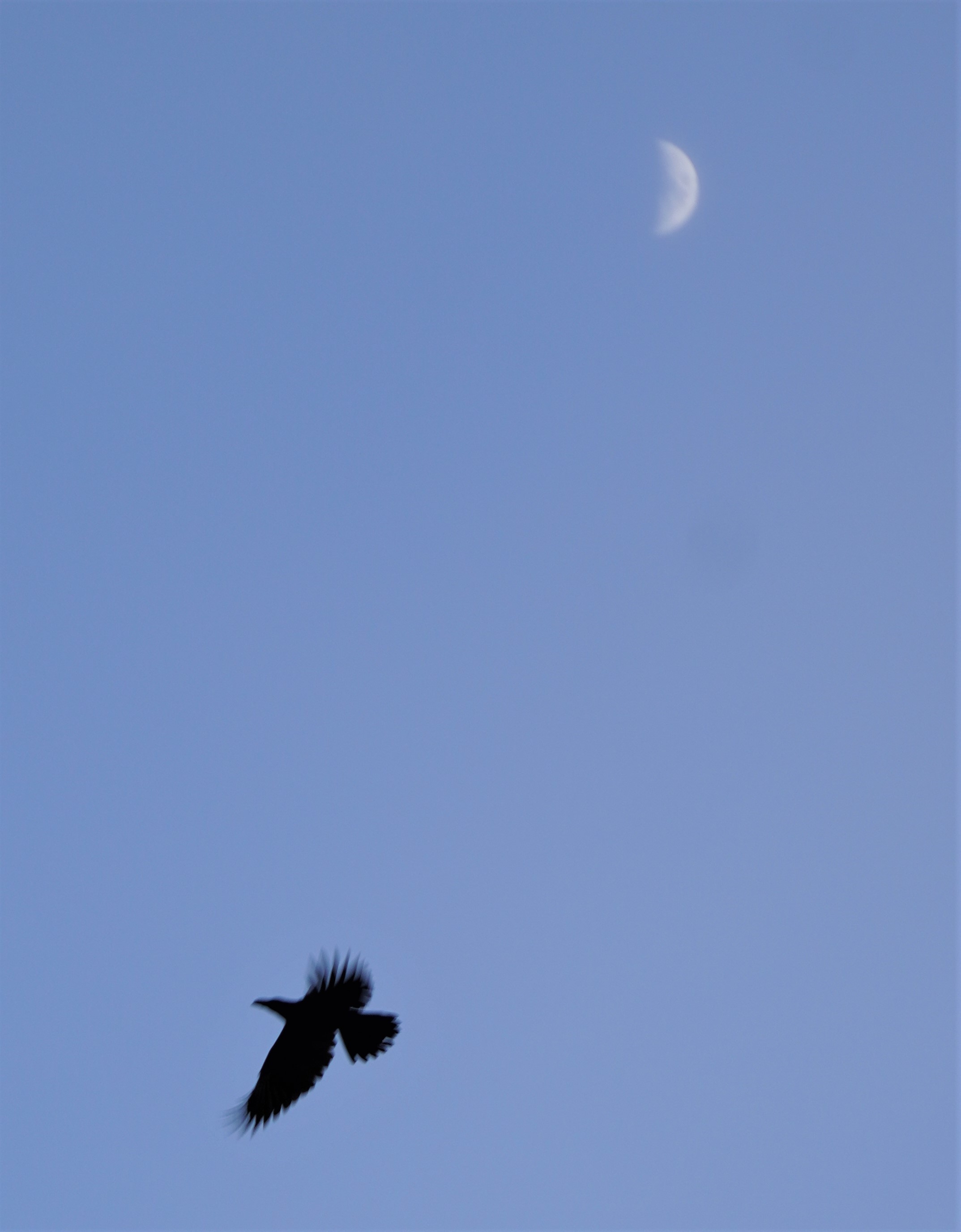 Half Moon & Flying Crow_f0006713_08043301.jpg