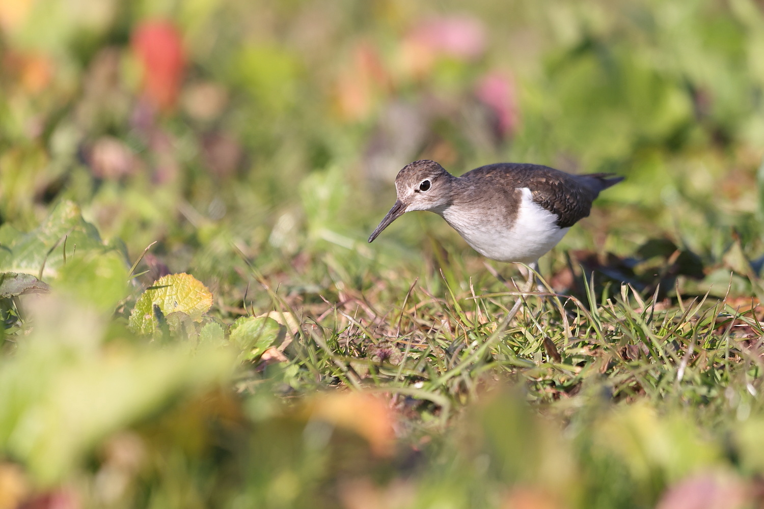 イソシギ 川岸の紅葉_f0369315_15012101.jpg