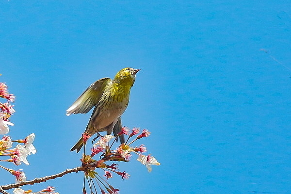 2021年のハイライト…桜の花とマヒワ_e0413627_16352622.jpg