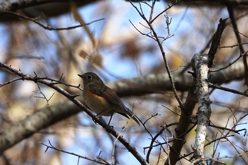 野鳥トレ　281　烏が原_b0227552_16510304.jpg