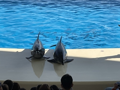 たまには海の生き物も🐬_f0357682_23453561.jpeg