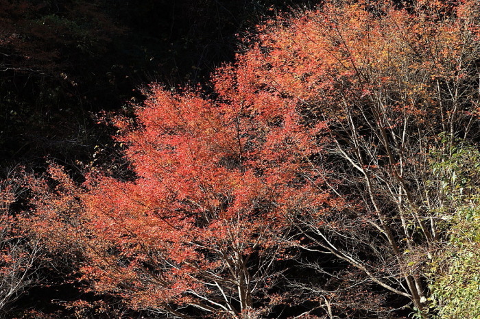 大多喜町　筒森もみじ谷の紅葉　その１_e0165983_10393664.jpg