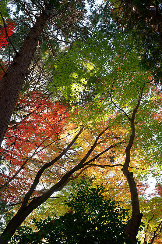 2021年京都の紅葉@洛西 金蔵寺・其の二_f0032011_19474129.jpg