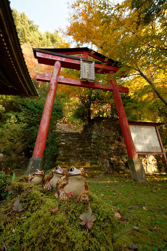 2021年京都の紅葉@洛西 金蔵寺・其の二_f0032011_19474152.jpg