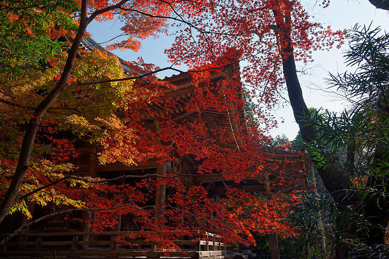 2021年京都の紅葉@洛西 金蔵寺・其の二_f0032011_19474228.jpg