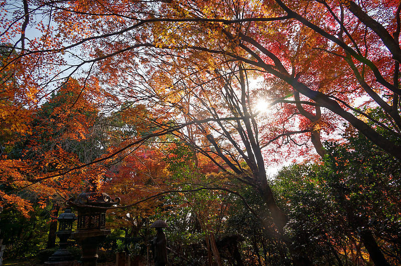 2021年京都の紅葉@洛西 金蔵寺・其の二_f0032011_19474289.jpg