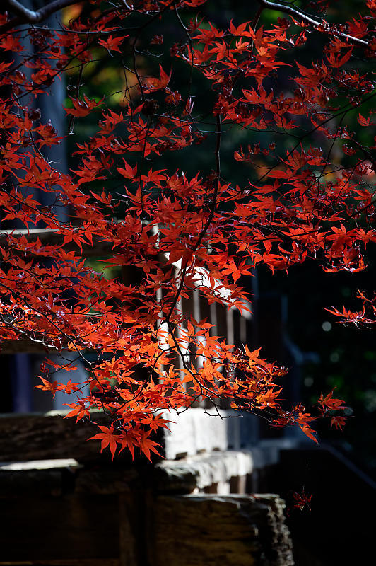 2021年京都の紅葉@洛西 金蔵寺・其の二_f0032011_19492069.jpg