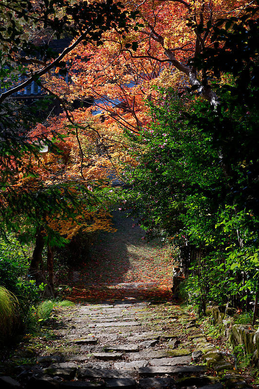 2021年京都の紅葉@洛西 金蔵寺・其の二_f0032011_19492074.jpg
