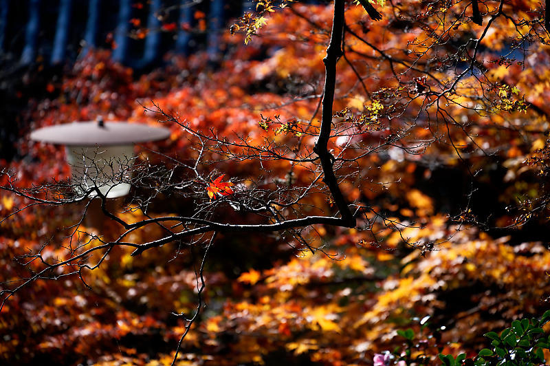 2021年京都の紅葉@洛西 金蔵寺・其の二_f0032011_19492203.jpg