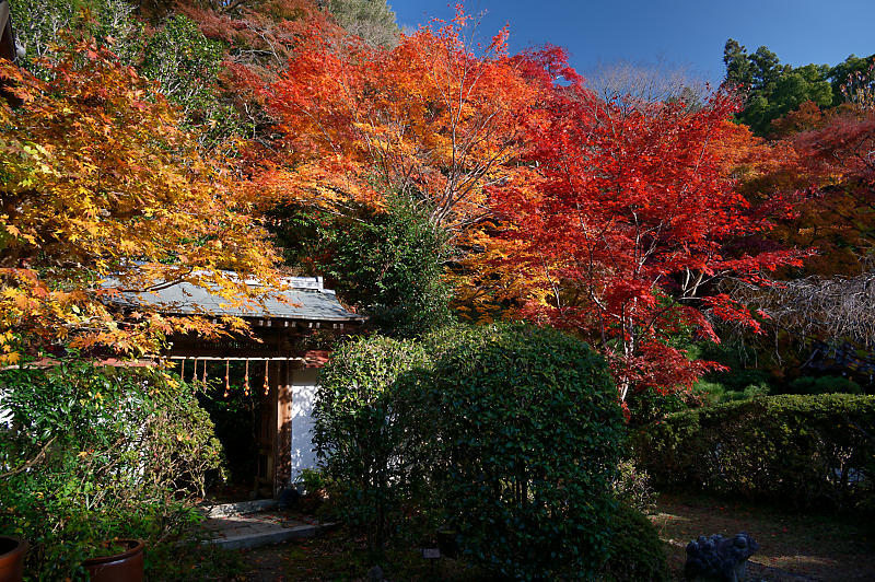 2021年京都の紅葉@洛西 金蔵寺・其の二_f0032011_19492229.jpg