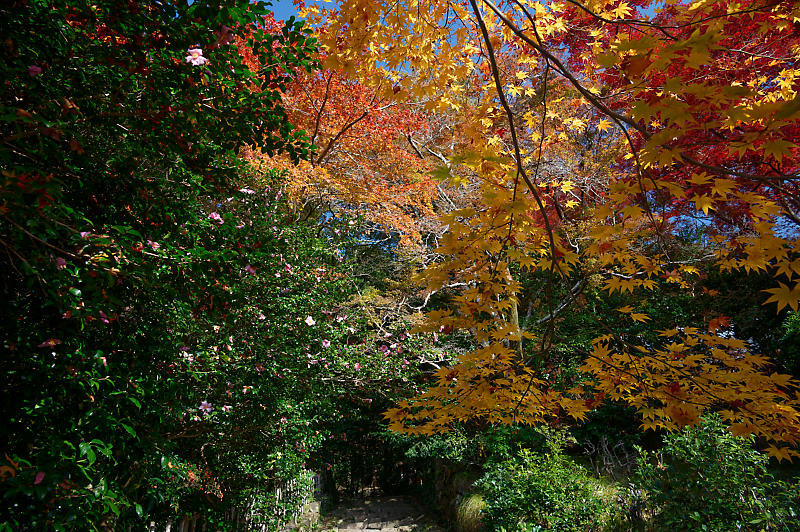 2021年京都の紅葉@洛西 金蔵寺・其の二_f0032011_19492238.jpg