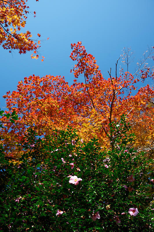 2021年京都の紅葉@洛西 金蔵寺・其の二_f0032011_19492254.jpg