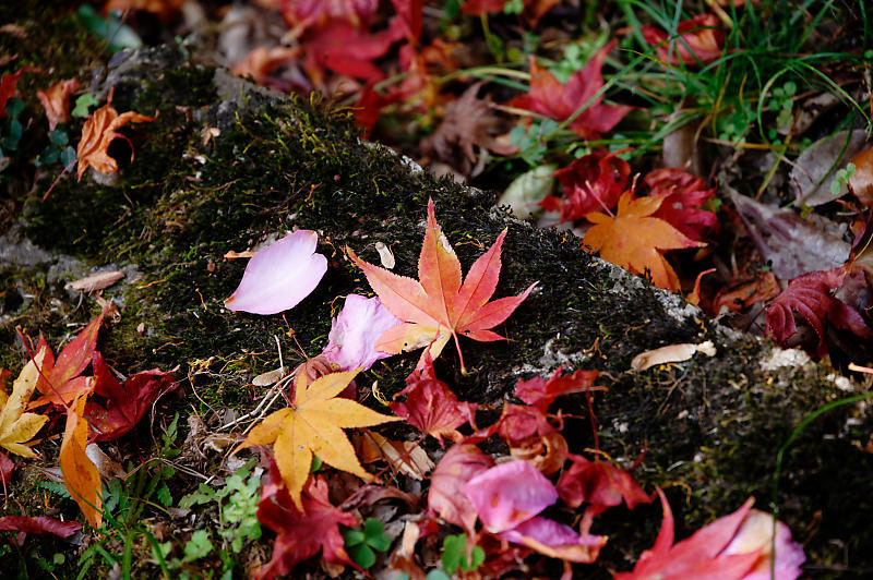 2021年京都の紅葉@洛西 金蔵寺・其の二_f0032011_19492267.jpg