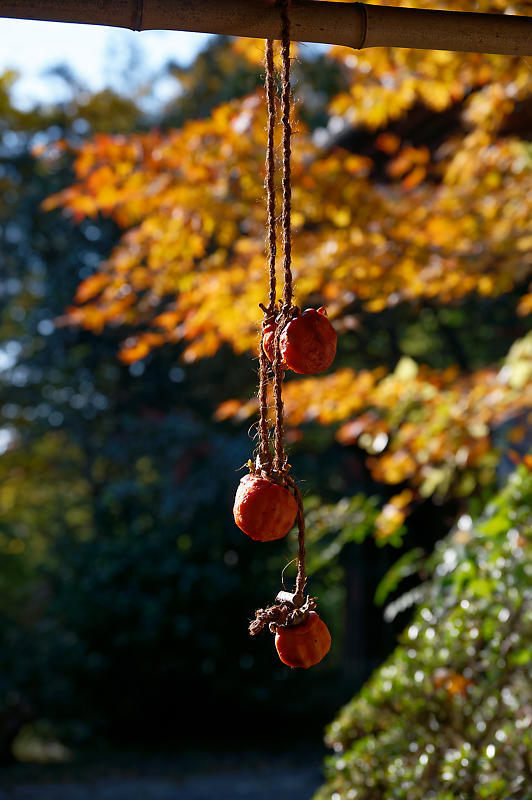 2021年京都の紅葉@洛西 金蔵寺・其の二_f0032011_19492344.jpg
