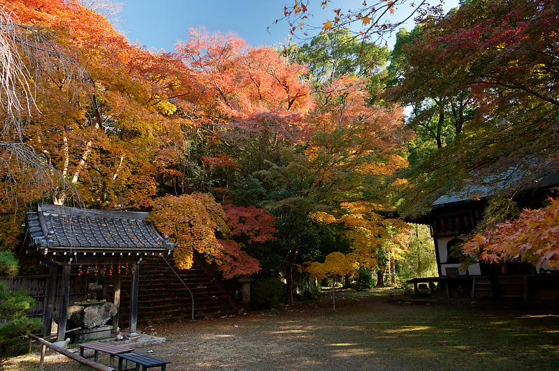 2021年京都の紅葉@洛西 金蔵寺・其の二_f0032011_19492387.jpg