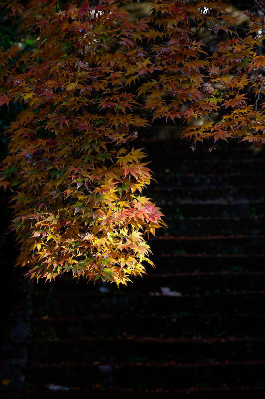 2021年京都の紅葉@洛西 金蔵寺・其の二_f0032011_19502649.jpg