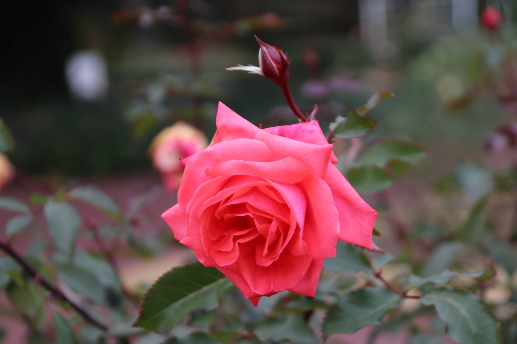 植物園　冬バラも盛り_e0048413_17312274.jpg