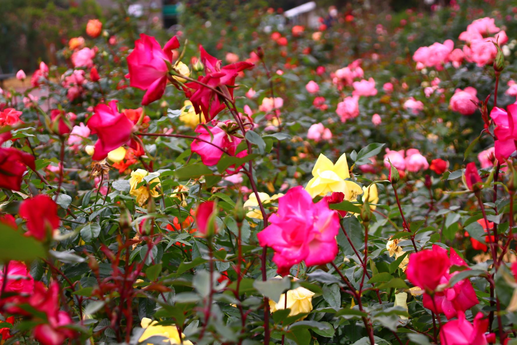 植物園　冬バラも盛り_e0048413_17314057.jpg