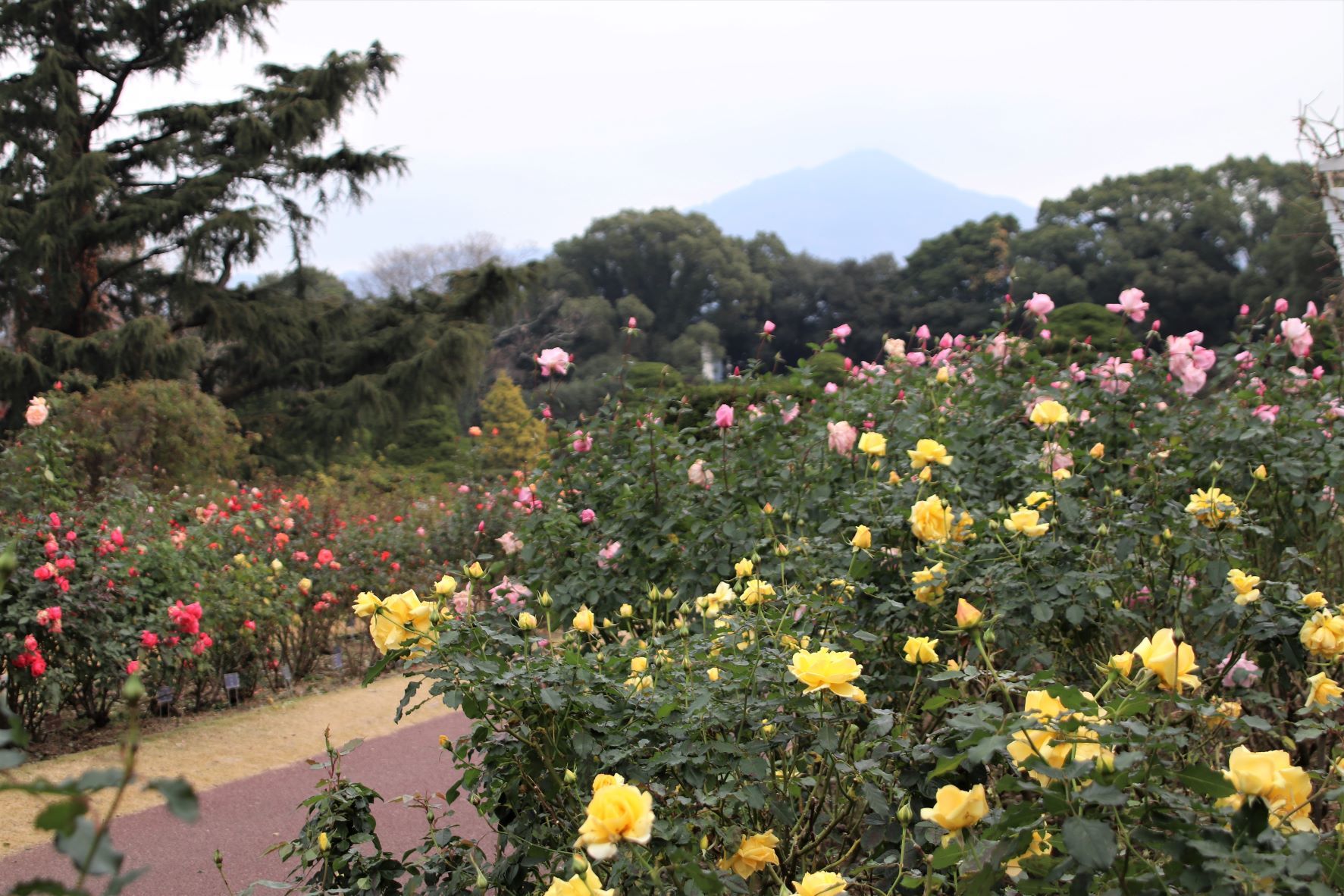 植物園　冬バラも盛り_e0048413_17314513.jpg