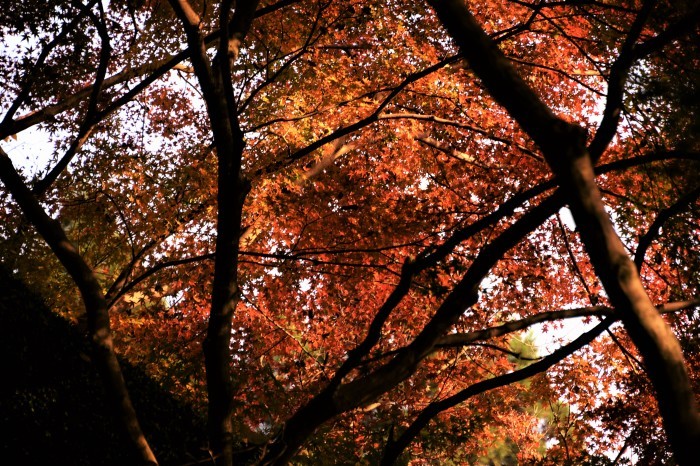 秋月城の紅葉 俺の心旅