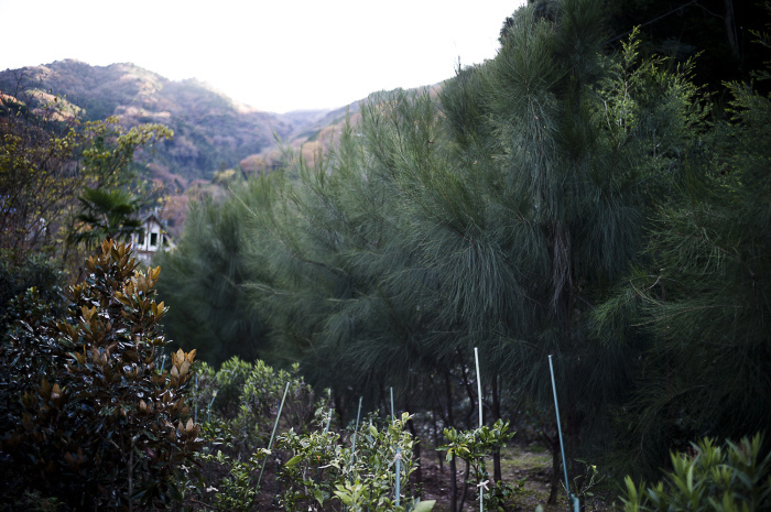 211213 植栽見学_b0129659_16092070.jpg