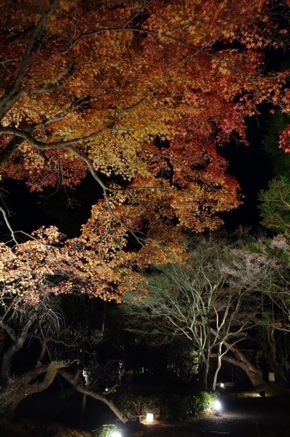 京都紅葉巡り ７ しょうざんリゾート 北庭 くう ねる あそぶ のホテル備忘録