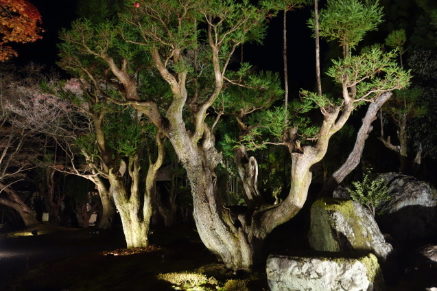 京都紅葉巡り ７ しょうざんリゾート 北庭 くう ねる あそぶ のホテル備忘録