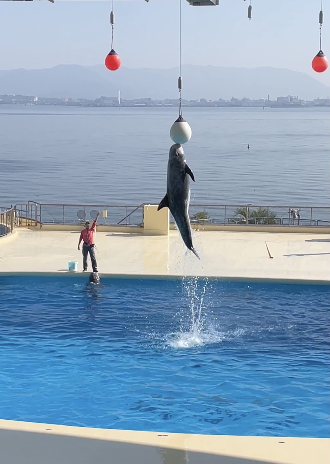 たまには海の生き物も🐬_f0357682_00000217.jpeg