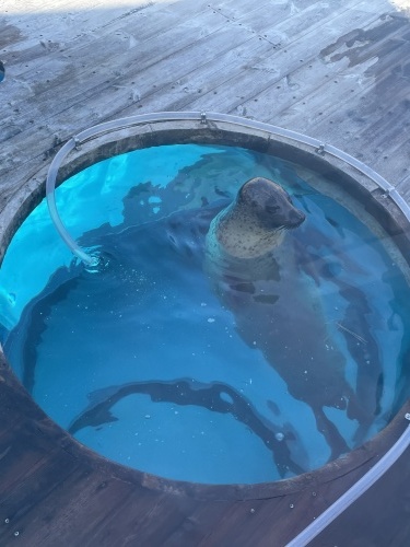 たまには海の生き物も🐬_f0357682_00113226.jpeg