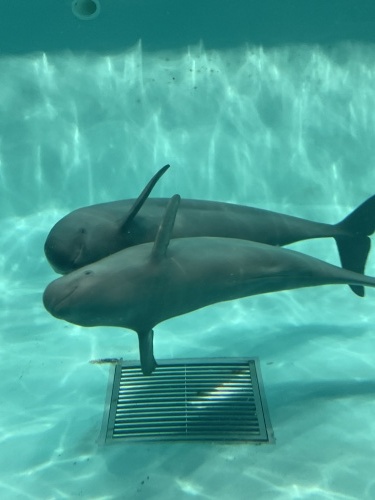 たまには海の生き物も🐬_f0357682_00121379.jpeg
