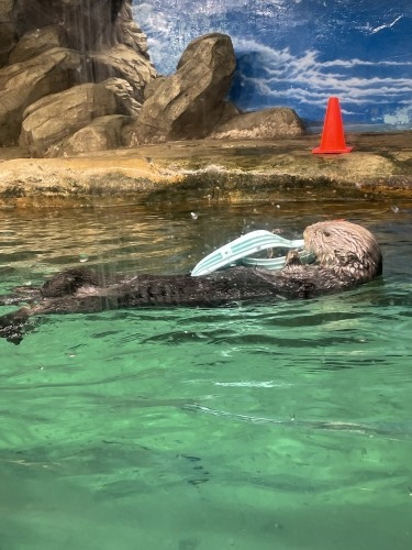 たまには海の生き物も🐬_f0357682_00134957.jpeg