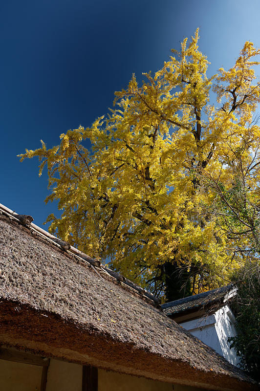 2021年京都の紅葉@越畑 河原家住宅_f0032011_20063606.jpg