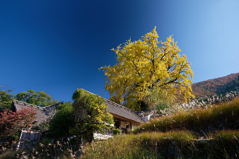 2021年京都の紅葉@越畑 河原家住宅_f0032011_20063619.jpg